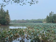-艾溪湖湿地公园