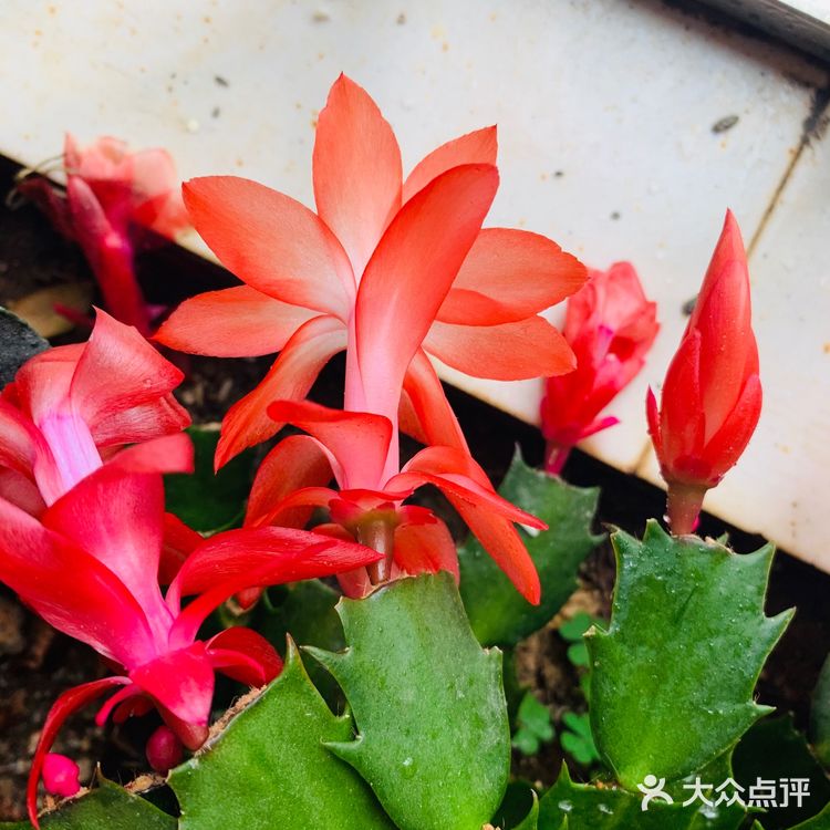 美丽的阳台山上，花儿怒放着，添了一道美丽的风景线