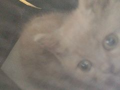 -瑞派福兴宠物医院犬猫全科·骨科·中西医结合(河东店)