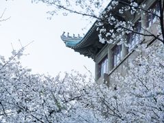 -武汉大学-樱园