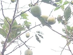 -杭州西湖柳莺里酒店