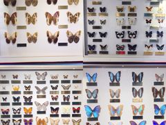 -上海昆虫博物馆