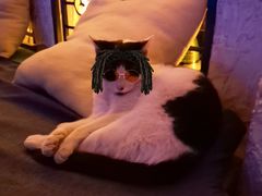 -Sirena海妖日咖夜酒