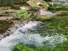 -靖西鹅泉风景区