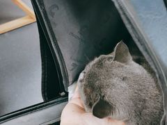 -申普宠物医院·心脏介入·心血管微创(总院)