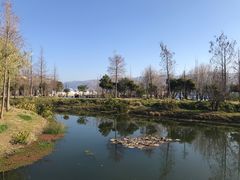 -才村湿地公园