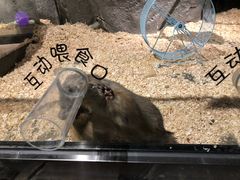 -zoonana室内动物园(东方福来德店)