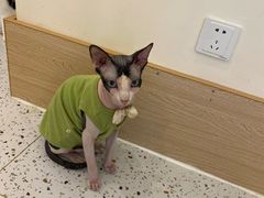 -猫域·湾主题猫咖·宠物吧(南坪城市广场店)