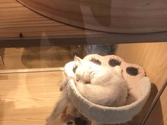 -屋虎猫馆(宝安大仟里店)