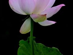 -四川大学(华西校区)