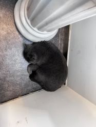 -飛凡TATTOO纹身•原创