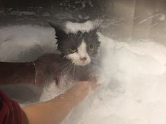 -PETKIT小佩宠物(古北店)
