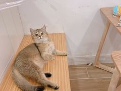 -李小姐の猫咖啡馆(五角场店)