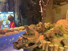 -正佳雨林生态植物园