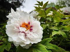 -莲花池公园