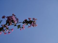 -莘庄梅园