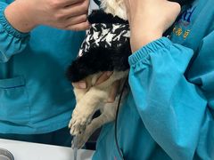 -pd派德宠物中心医院24H急重症·眼科中心·血液透析中心(嵩山北路店)