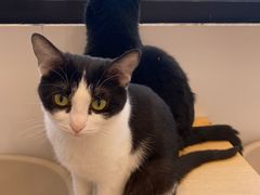 -有喵·猫咖·狗咖·30几只猫10只小狗(岗厦店)
