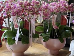 -F.Story 花和故事(新天地店)