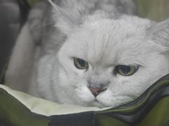-瑞派天宁宠物医院·猫科·异宠中心
