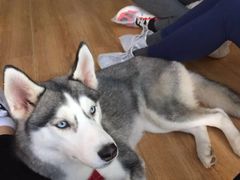 -Husky Go! 哈士奇体验馆·宠物咖啡厅狗咖