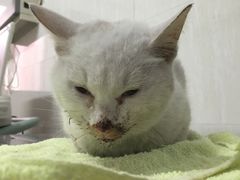 -爱侣宠医·鹦鹉专科·小型哺乳类·异宠专科(灵石路店)