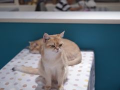 -猫小院猫主题餐厅(南锣旗舰店)