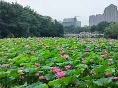 -金山公园