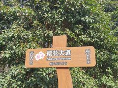 -顾村公园