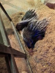 -酷嗒动物文化乐园(cutezoo西溪乐天城店)