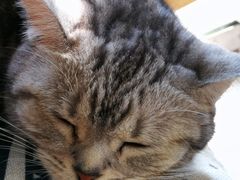 -海边的猫和咖啡馆