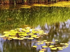 -大兴滨河森林公园