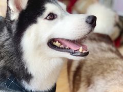 -Husky Go! 哈士奇体验馆·宠物咖啡厅狗咖