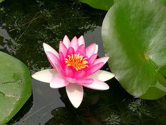 -莲湖公园