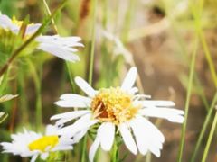 -乌兰布统景区-白桦林