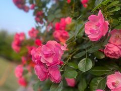 -广富林郊野公园