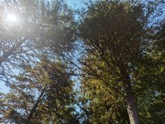 -春花秋色城市公园