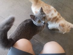 -飞行喵MR PILOT|猫舍·猫咖(静安大融城店)