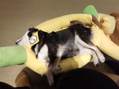 -逗柴咖啡屋·狗咖猫咖宠物桌游