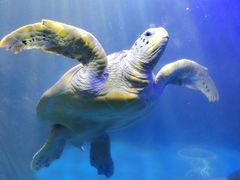 -太平洋海底世界