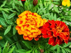 -麦当劳(深圳北站高铁店)