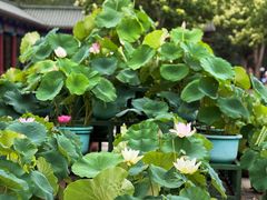 -莲花池公园