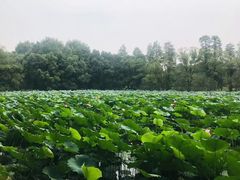 -东湖落雁景区