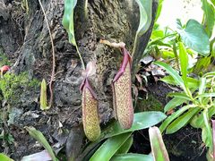 -中国科学院西双版纳热带植物园