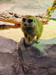 -Zoolung Zoolung动物主题公园(海信广场店)