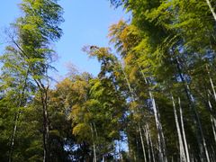 -上海佘山国家森林公园天马山园