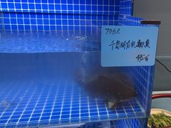-农家大院