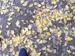 -南雄冯屋银杏山庄