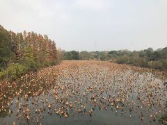-东湖落雁景区