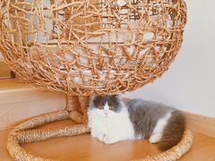 -猫腻·猫咖·撸猫馆(星光大道店)